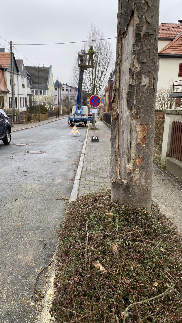 Baumfällungen in der Herderstraße Ilmenau
