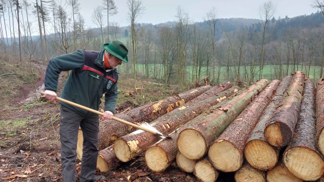 Schäden durch den Borkenkäfer im Ilmenauer Stadtforst