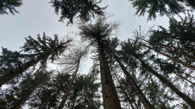 Schäden durch den Borkenkäfer im Ilmenauer Stadtforst