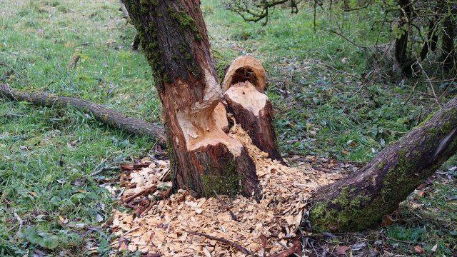 Um Überschwemmungen zu vermeiden: Biberaktivitäten im Bereich des Ilmenauer Ritzebühls machen Technikeinsatz des Bauhofs nötig