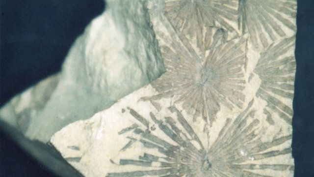 Asterophyllites equisetiffeormis, Pflanzenfossil