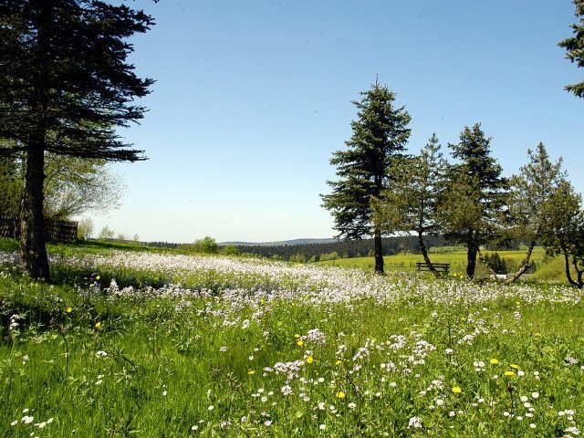 Frauenwald am Rennsteig / Bergwiese