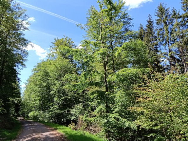 Frauenwald am Rennsteig / Wanderweg 