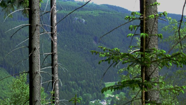 Manebach / Blick zum Kickelhahn