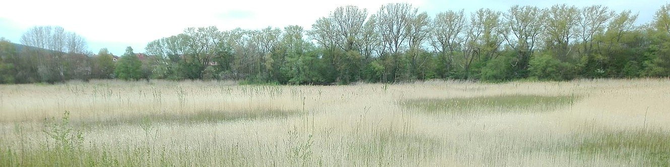 Brandenburger Teich 2020