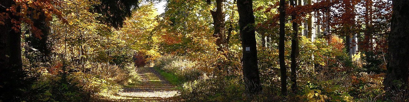 Buchenallee vom Jagdhaus Gabelbach nach Ilmenau im Herbst