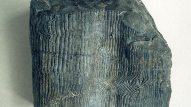  Calamites gigas