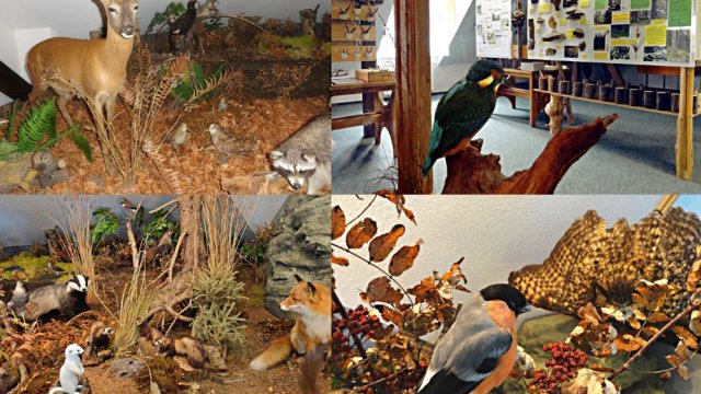 Frauenwald Ausstellung Biosphärenreservat Vessertal-Thüringer Wald 