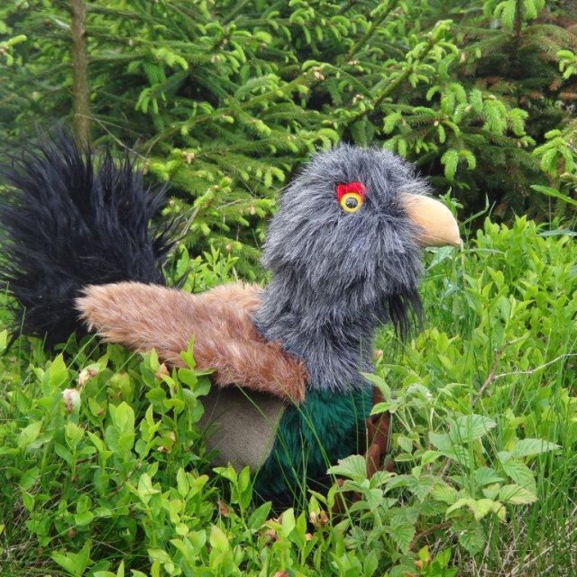 Auerhahn Kicki, das Maskottchen des Museums Jagdhaus Gabelbach