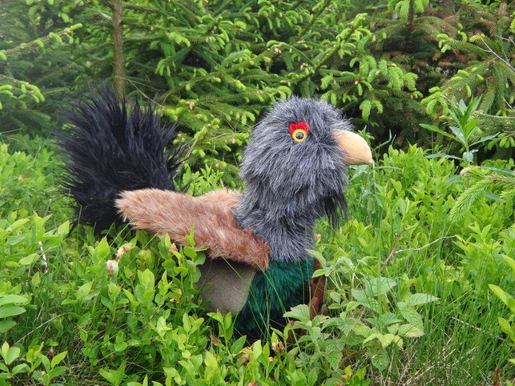 Auerhahn Kicki, das Maskottchen des Museums Jagdhaus Gabelbach