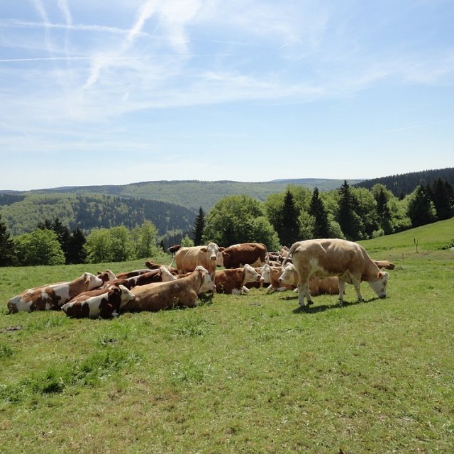 Frauenwald - Blick aufs Tal