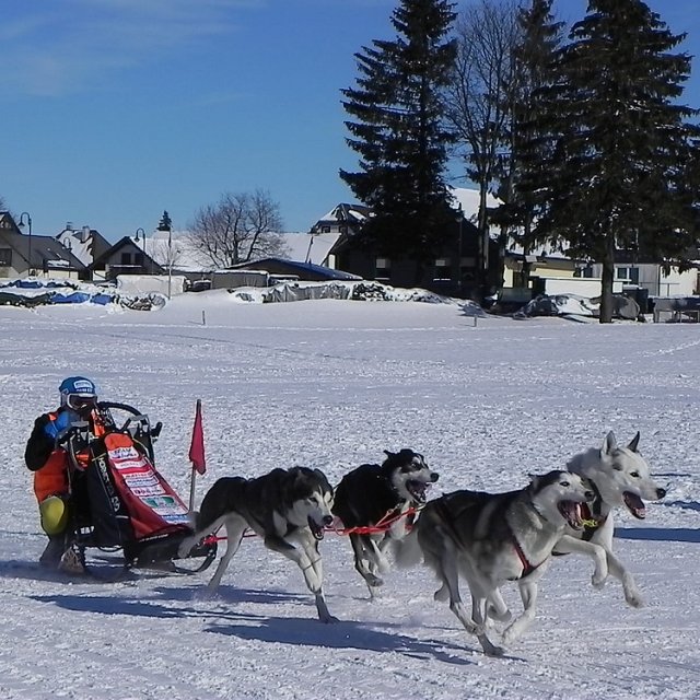 Frauenwald am Rennsteig / Schlittenhunderennen