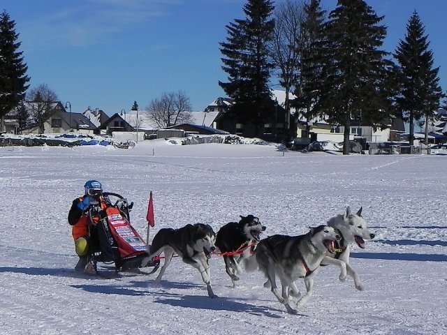 Frauenwald am Rennsteig / Schlittenhunderennen