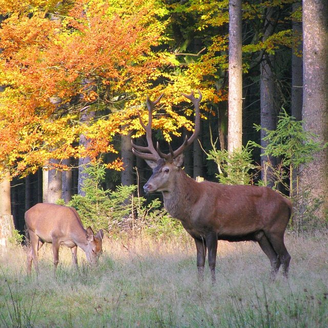 Frauenwald - Wild im Herbst