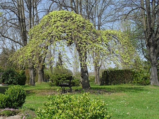 Friedhof im Frühling