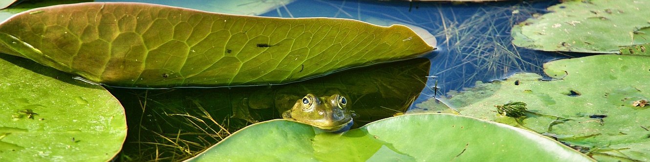 Frosch im Wasser