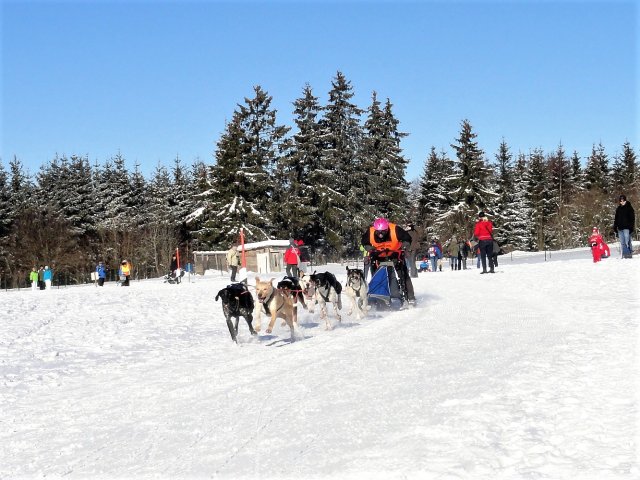 Schlittenhunderennen Frauenwald am Rennsteig / Zieleinlauf