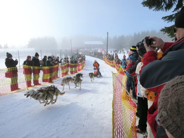 Schlittenhunderennen Frauenwald am Rennsteig / Start