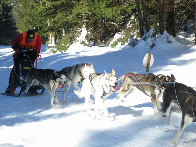 Schlittenhunderennen Frauenwald am Rennsteig / Sprint