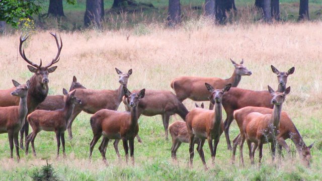 Frauenwald am Rennsteig / Wildbeobachtung