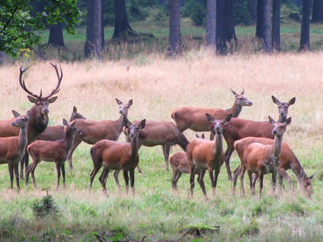 Frauenwald am Rennsteig / Wildbeobachtung