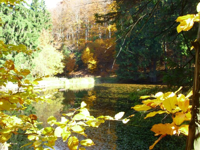 Herbst Knöpfelstaler Teich- Luftkurort Stützerbach