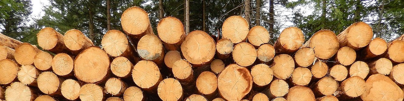 Holzstapel (Polter)