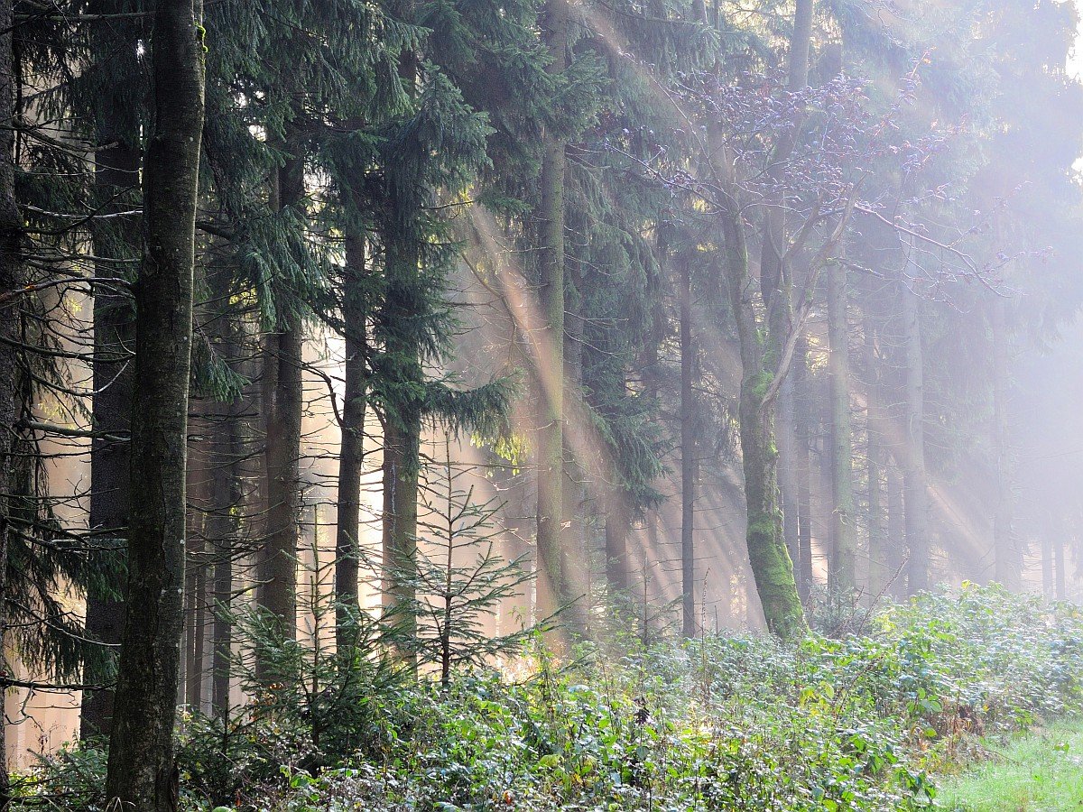 Impressionen am Kickelhahn