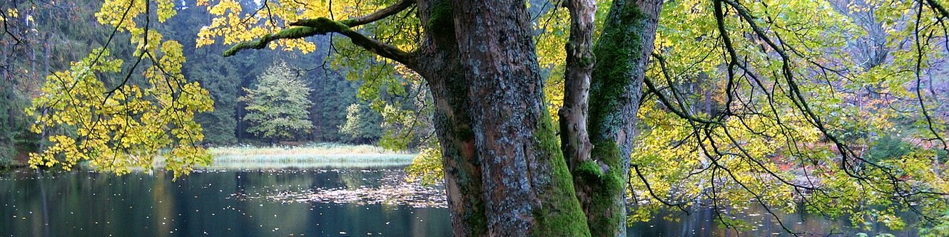 Knöpfelstaler Teich