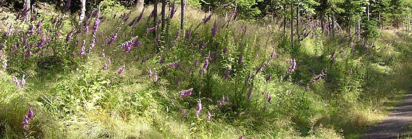 Oberer Berggrabenweg