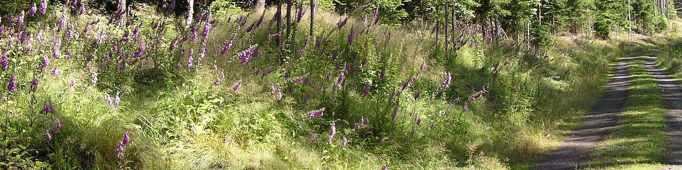 Oberer Berggrabenweg