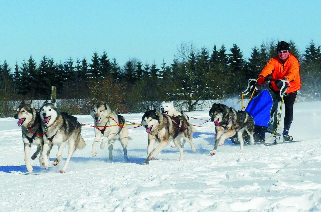 Frauenwald Schlittenhunderennen