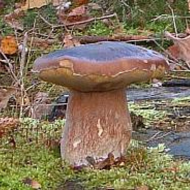 Steinpilz, Foto: Martin Jäcklein