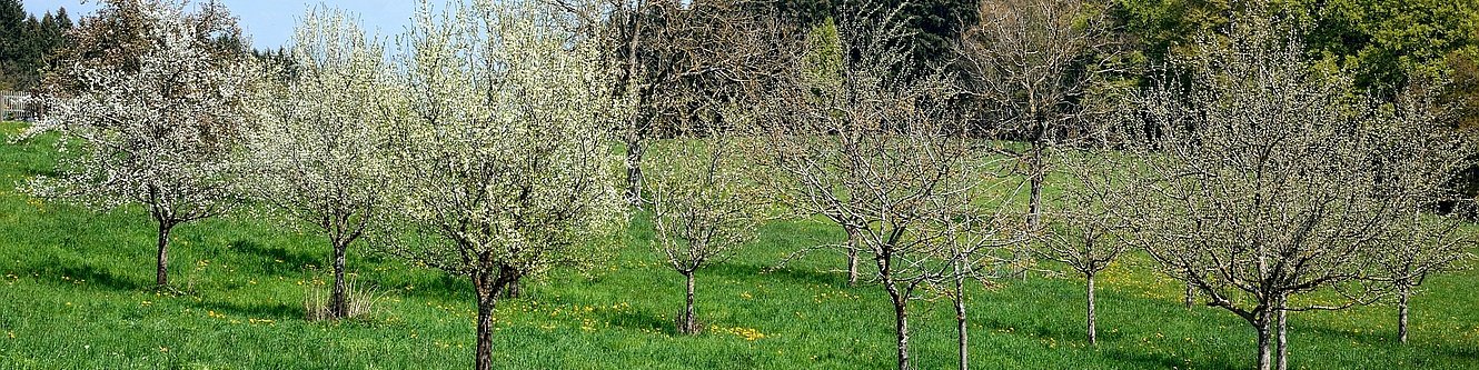 Streuobstwiese