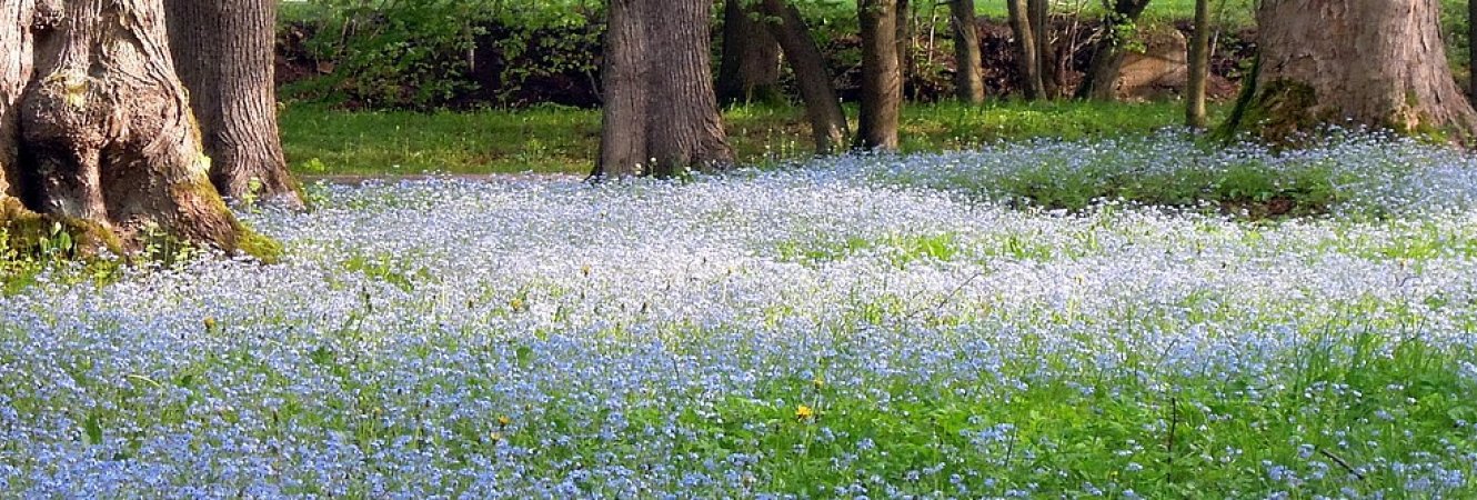 Vergissmeinnicht im Stadtpark