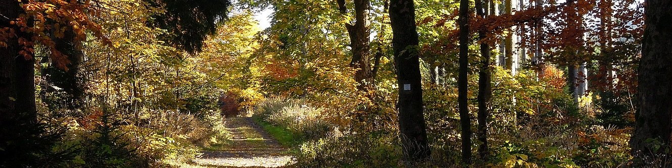 Waldweg im Herbst