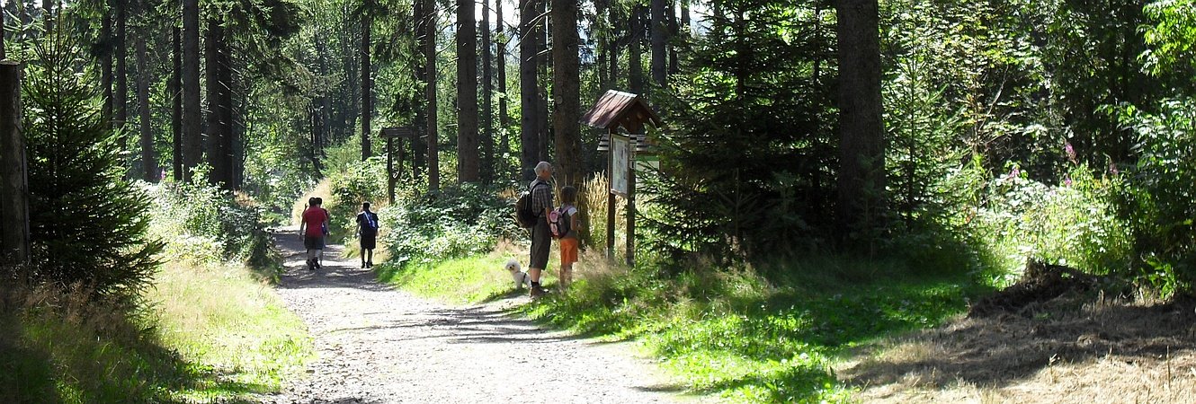 Wanderer im Wald am Kickelhahn