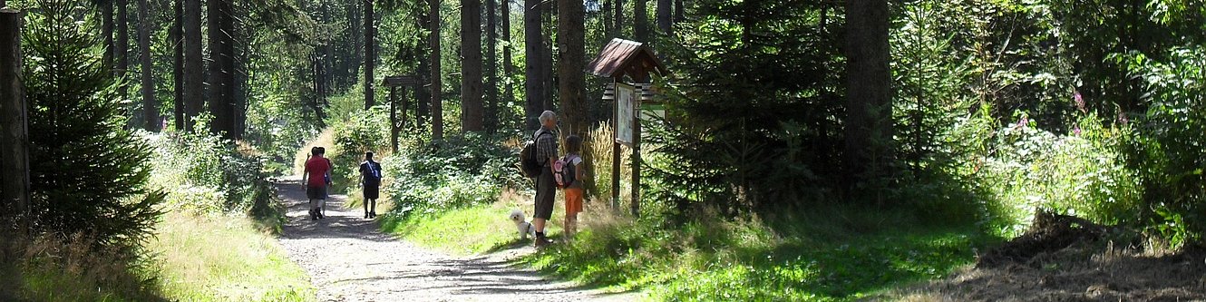 Wanderer im Wald am Kickelhahn