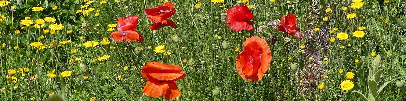 Wiese mit Mohnblumen