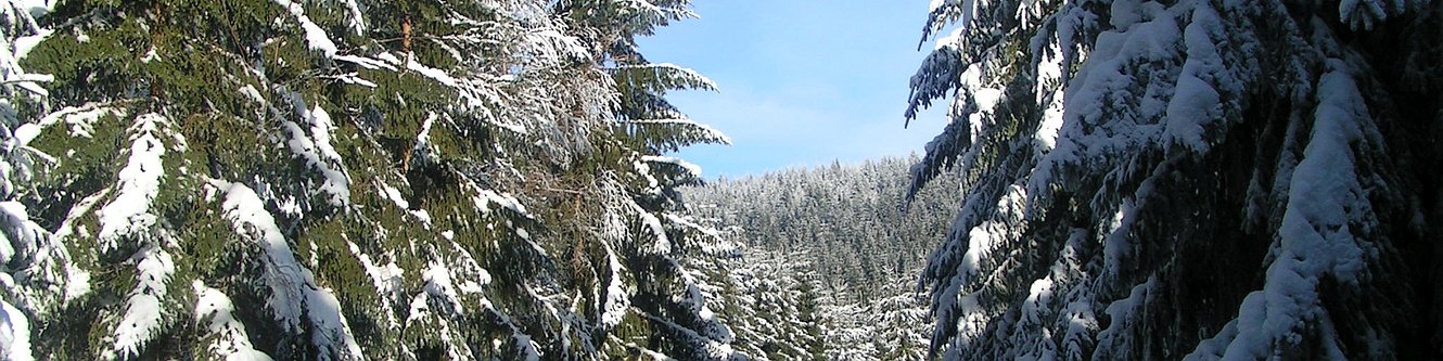 Winterwald