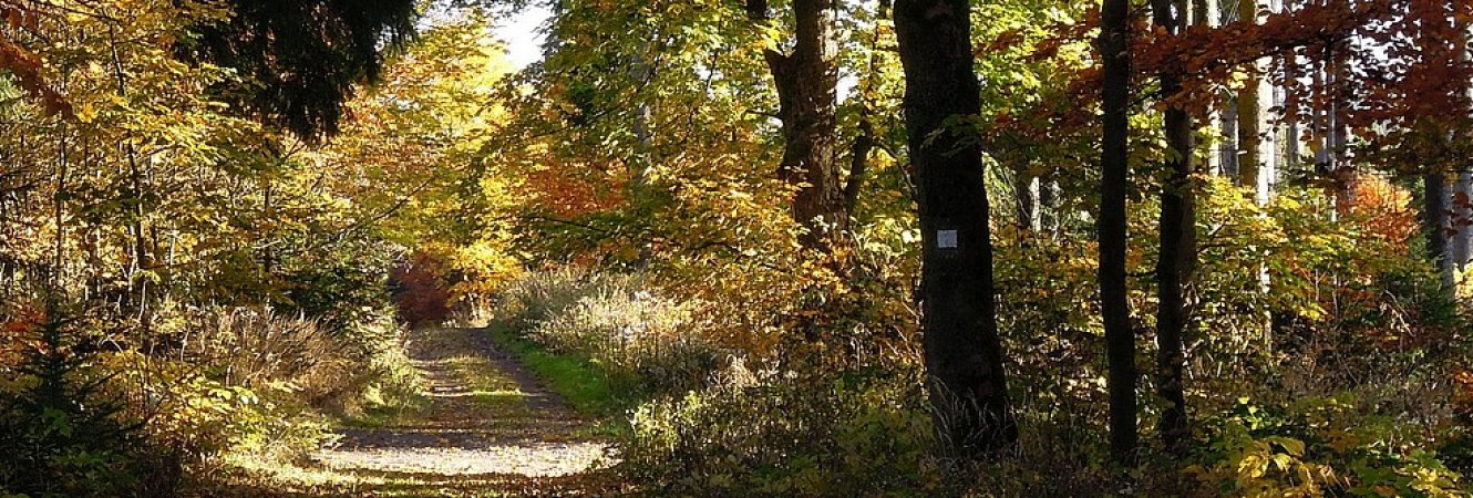 Buchenallee vom Jagdhaus Gabelbach nach Ilmenau im Herbst