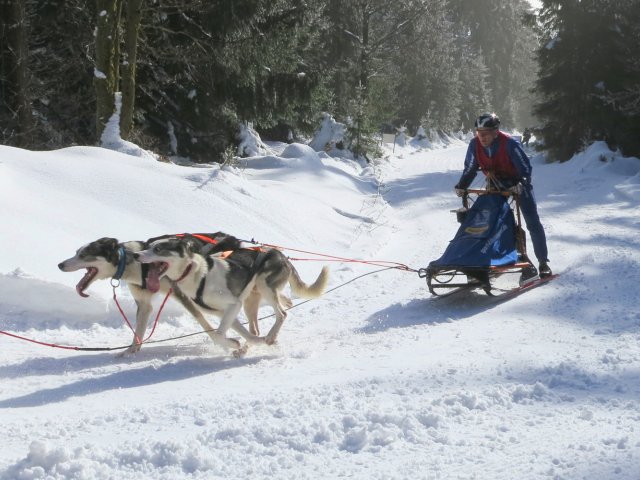 Schlittenhunderennen Frauenwald am Rennsteig / Sprint