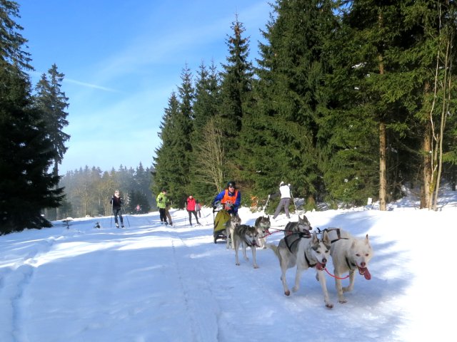 Schlittenhunderennen Frauenwald am Rennsteig / Sprint
