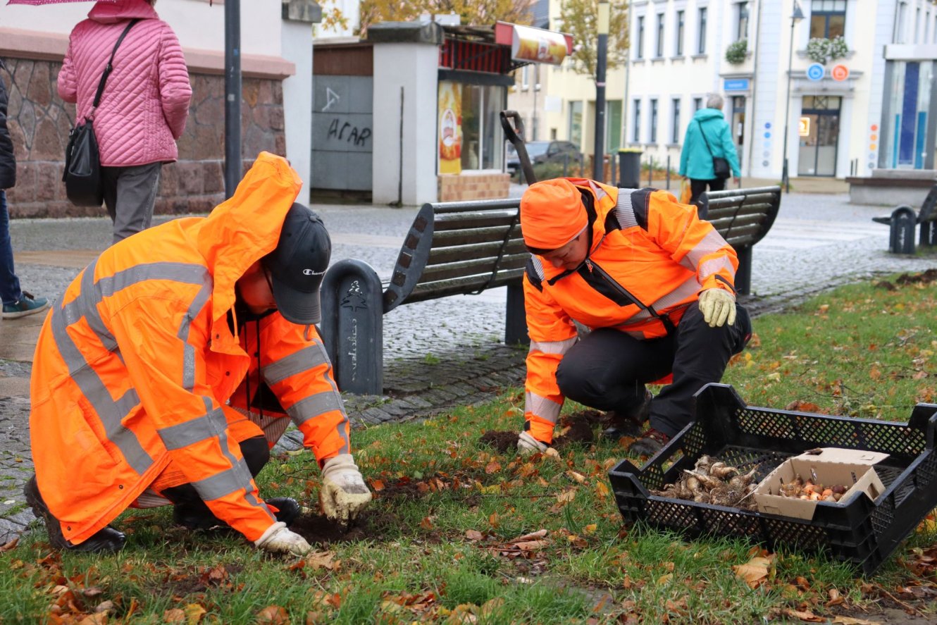 Rund 10.000 Blumenzwiebeln kommen in Ilmenau und den Ortsteilen in den Boden