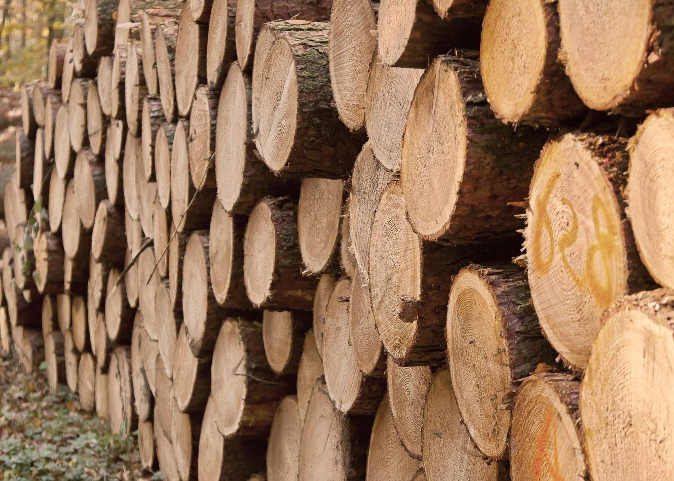 Baumfällung - Holzstapel